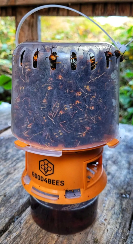 Good4Bees Selektive Velutina-Falle