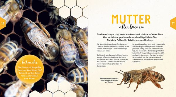 Ein Jahr mit den Bienen