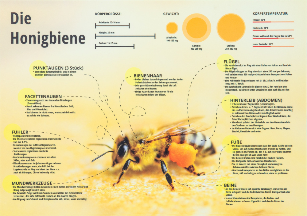 Lehrschild "Biene"