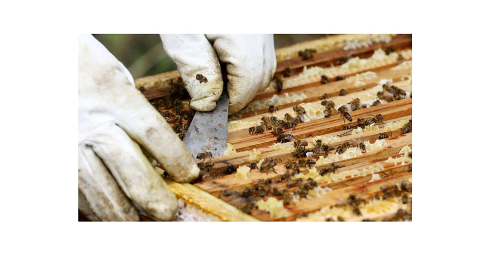 Juli