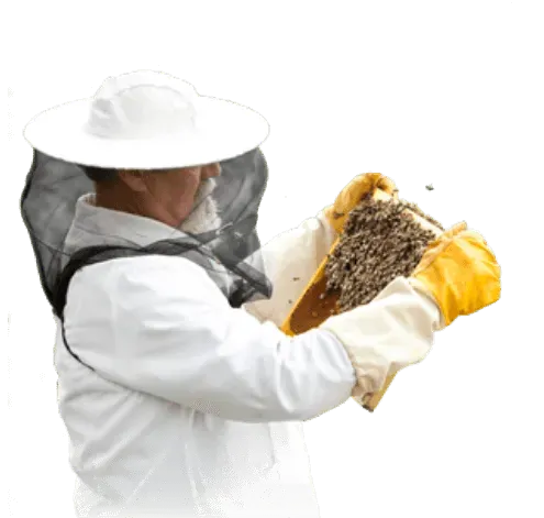 Ein Imker in Schutzausrüstung schaut auf einen Bienenrahmen mit Wabe und Bienen