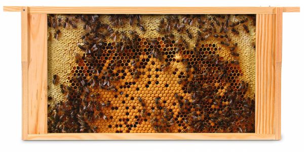 Anhänger Set Engel: kaufen - Bienenprodukte Shop